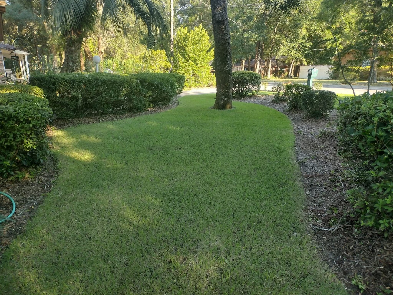 Healthy green lawn after restoration by Ohana Quality Services LLC